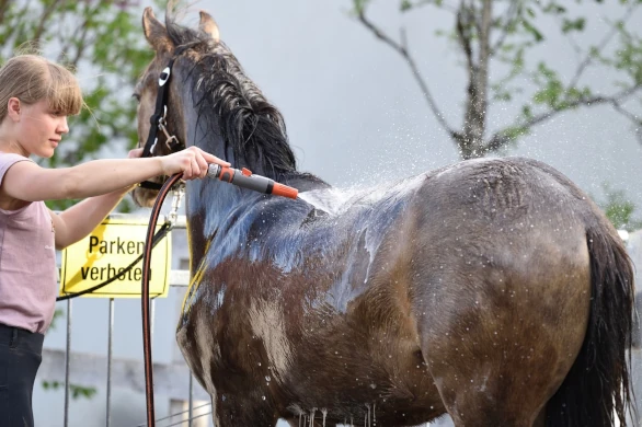 Equine Supplies
