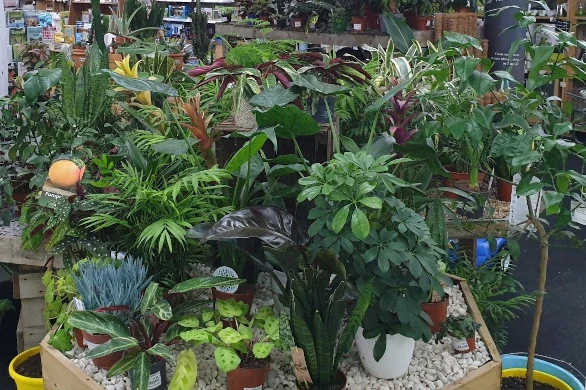 Worcester House Plants