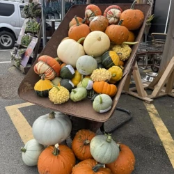 Halloween Pumpkins
