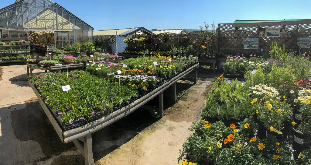 seasonal-patio-basket-and-bedding-plants